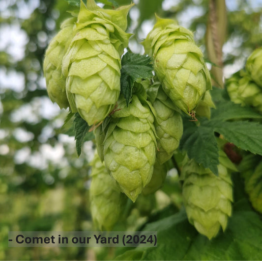 Top 5 Hop Varieties Sold In 2024