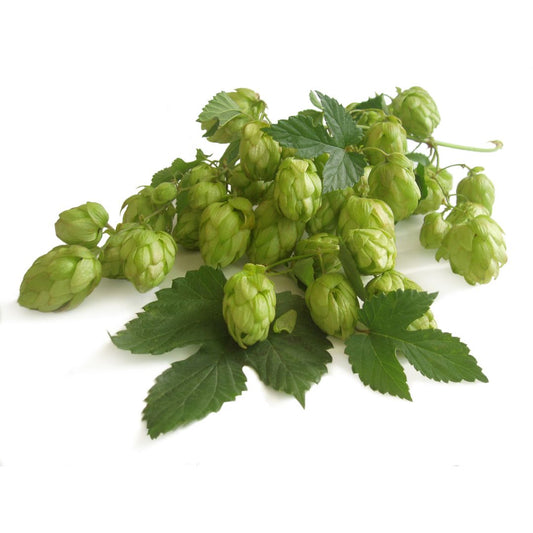 Hersbrucker Pure Hop Plant