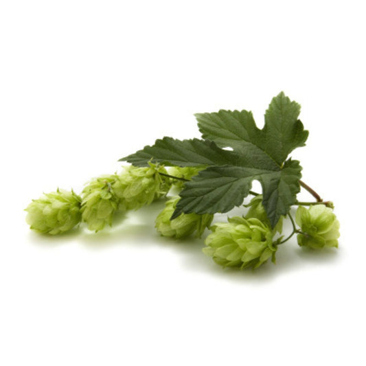 Merkur Hop Plant