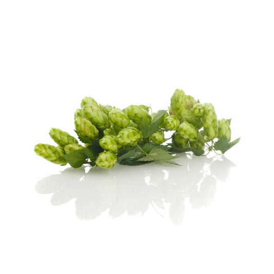 Mount Rainier Hop Plant