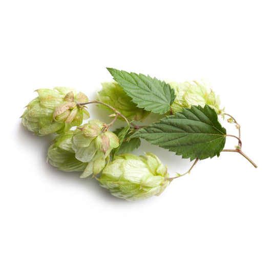 Newport Hop Plant