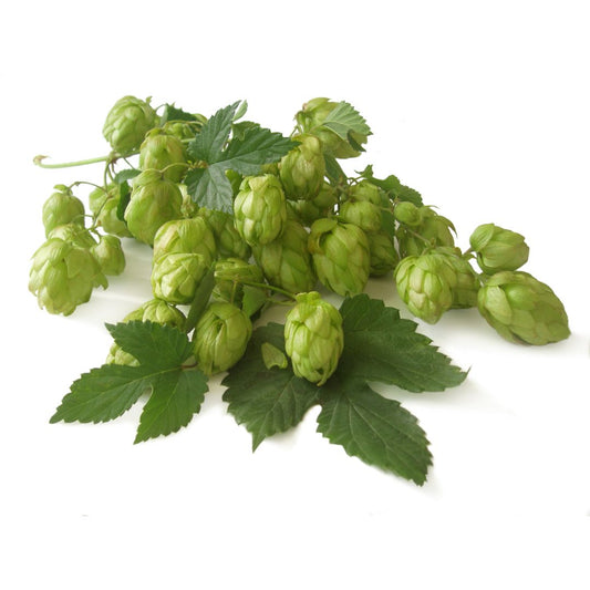 Pocket Talisman Hop Plant