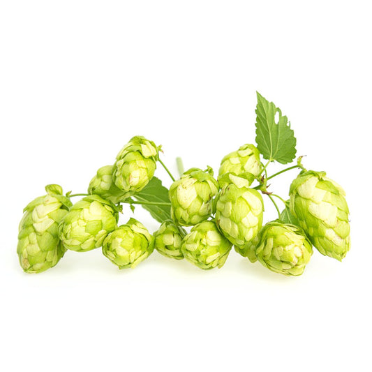 Saphir Hop Plant