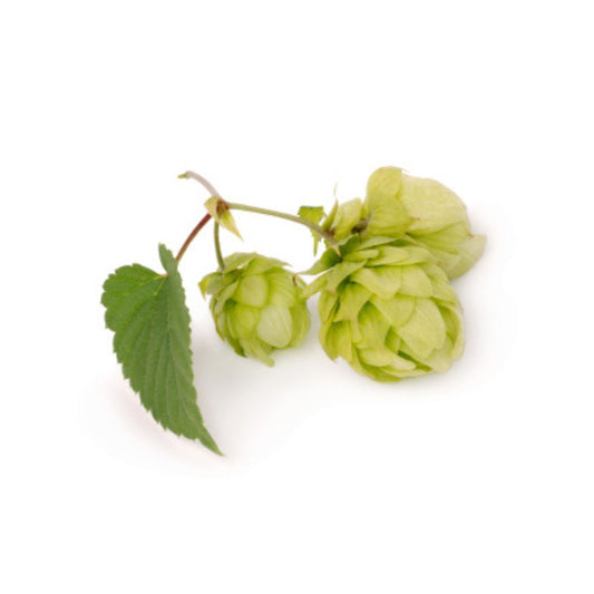 Sorachi Ace Hop Plant