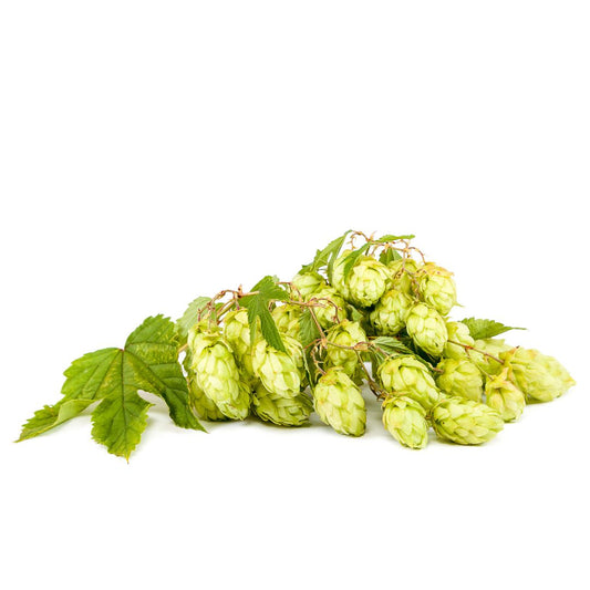 Spalter Select Hop Plant