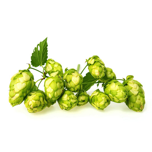 Spalter Spalt Hop Plant