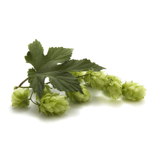 Sterling Hop Plant