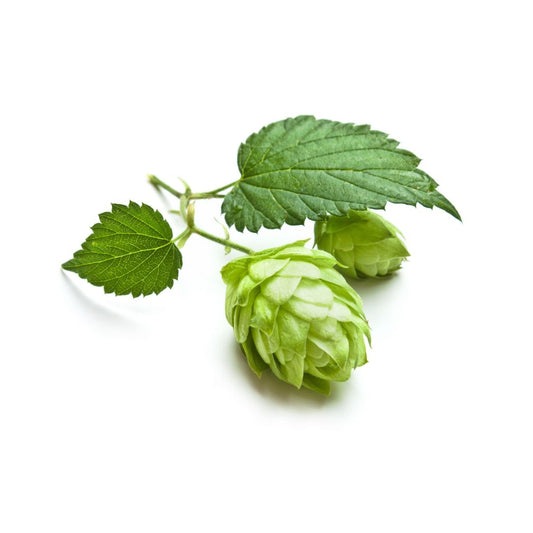 Tahoma Hop Plant