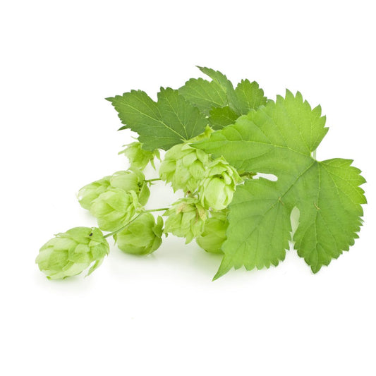 Teamaker Hop Plant