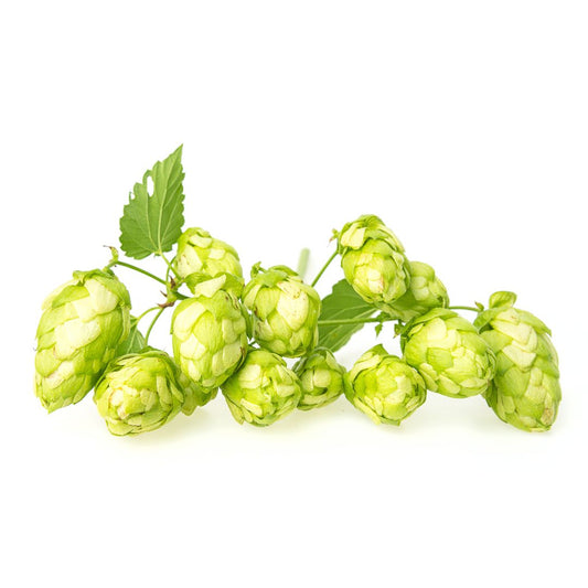 Ultra Hop Plant