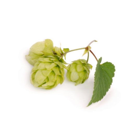 Vanguard Hop Plant