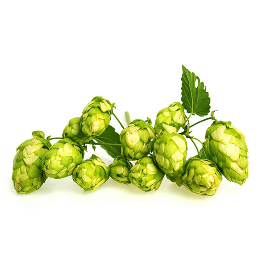 Yakima Gold Hop Plant