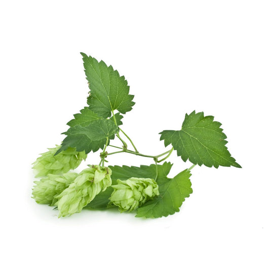 Hersbrucker Hop Plant