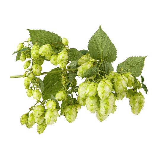 Keyworths Midseason Hop Plant