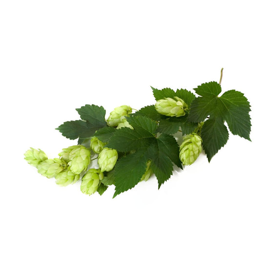 Late Cluster Hop Plant