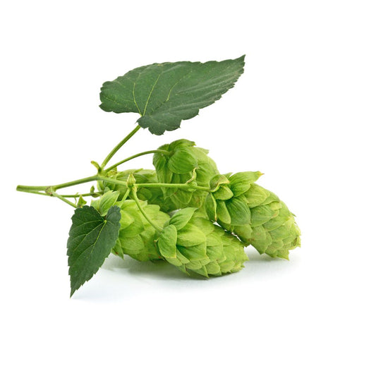 Liberty Hop Plant