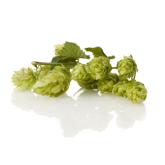 Magnum Hop Plant