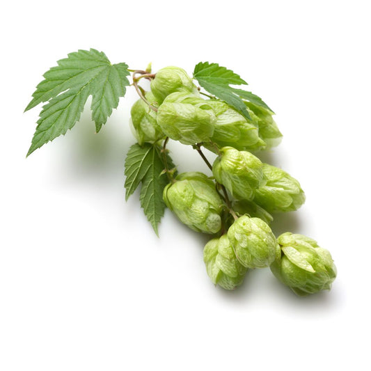 Mount Hood Hop Plant