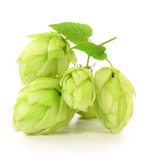 Northdown Hop Plant