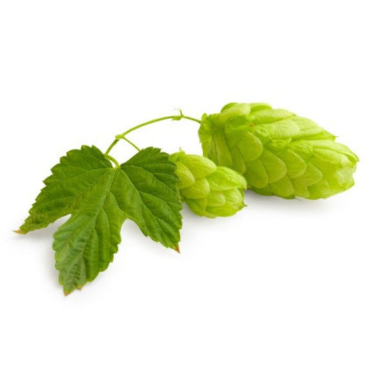 Notts Eastwell Hop Plant