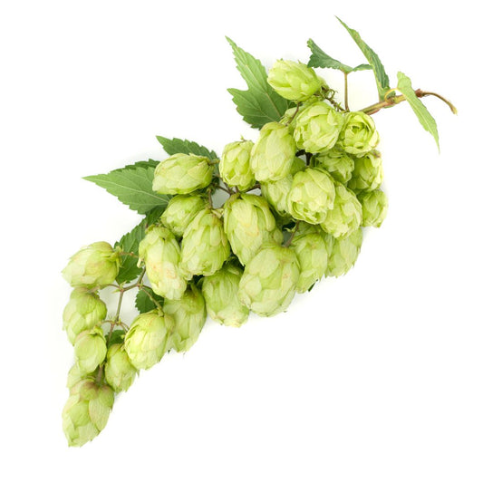 Phoenix Hop Plant