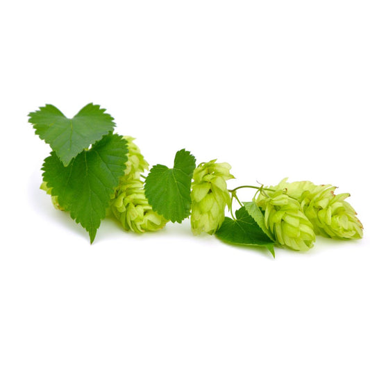 Prima Donna Hop Plant