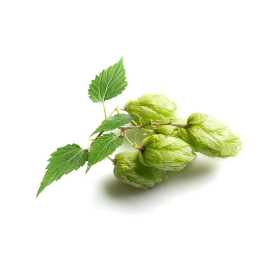 Redsells Eastwell Hop Plant