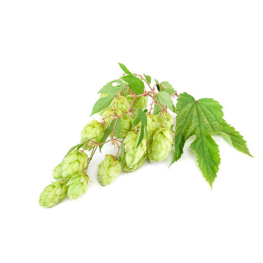 Saaz Hop Plant