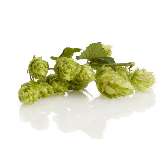 Santiam Hop Plant