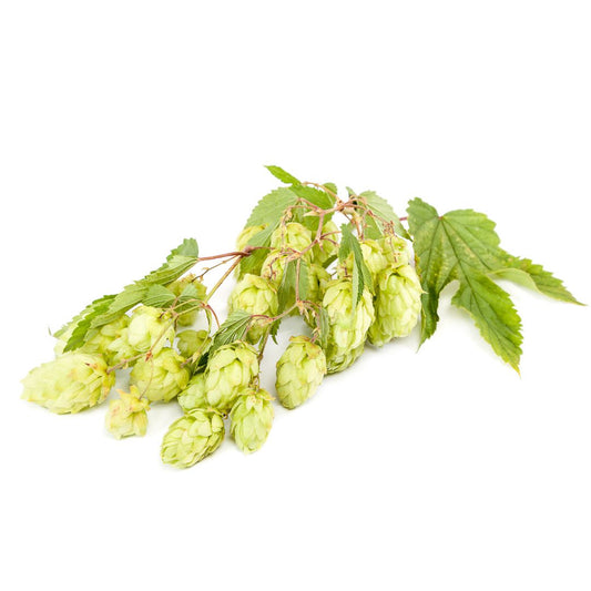 Styrian Golding Hop Plant