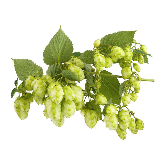 Tettnanger Hop Plant