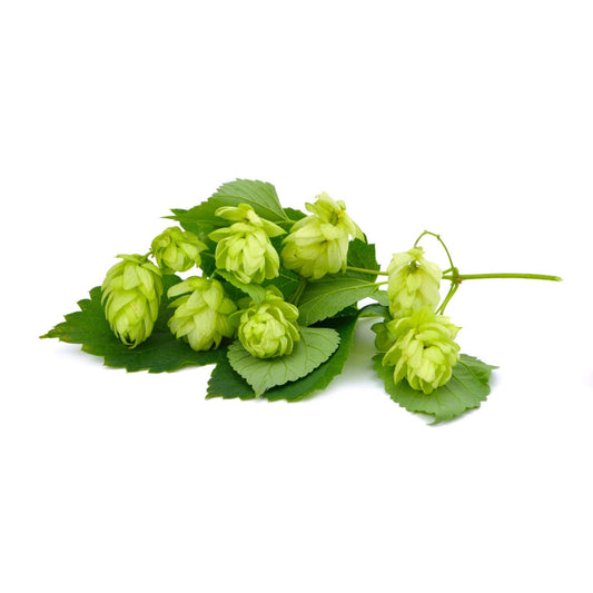 Toyomidori Hop Plant