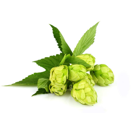 Tradition Hop Plant