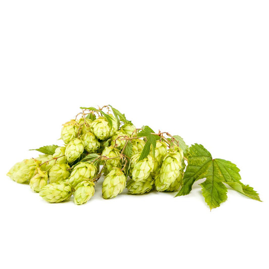 Willamette Hop Plant